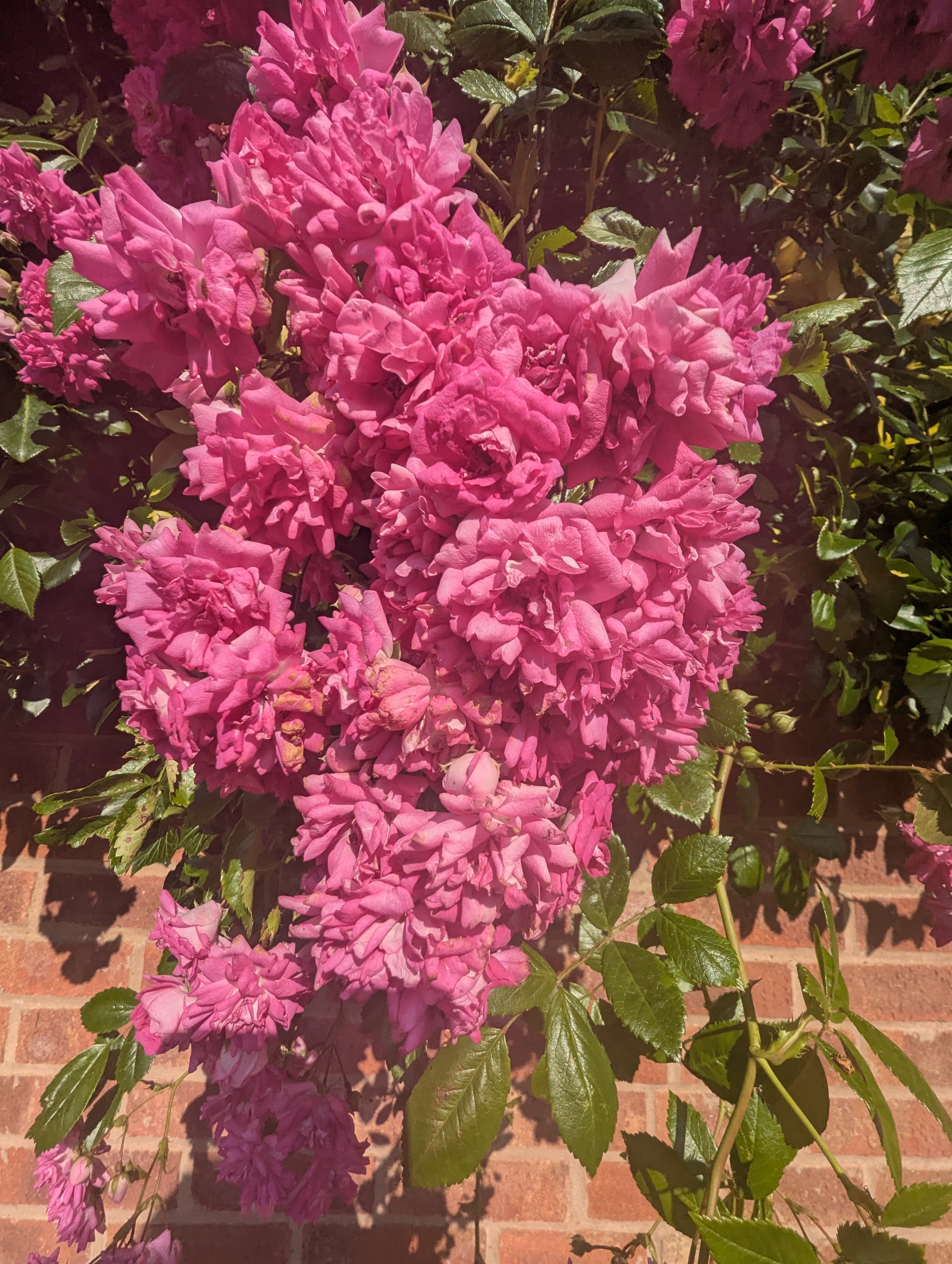 Pink Flowers