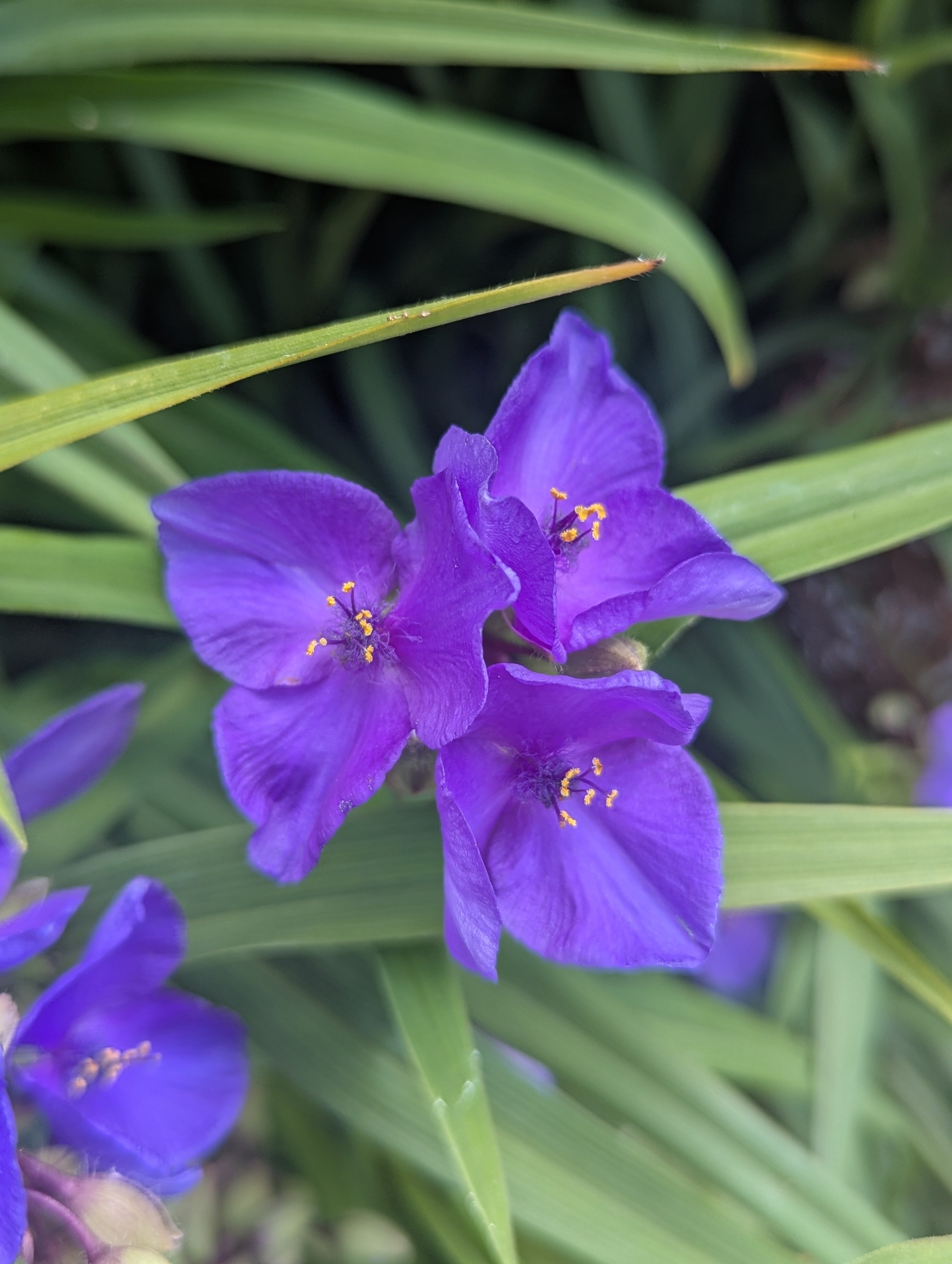 Purple flower