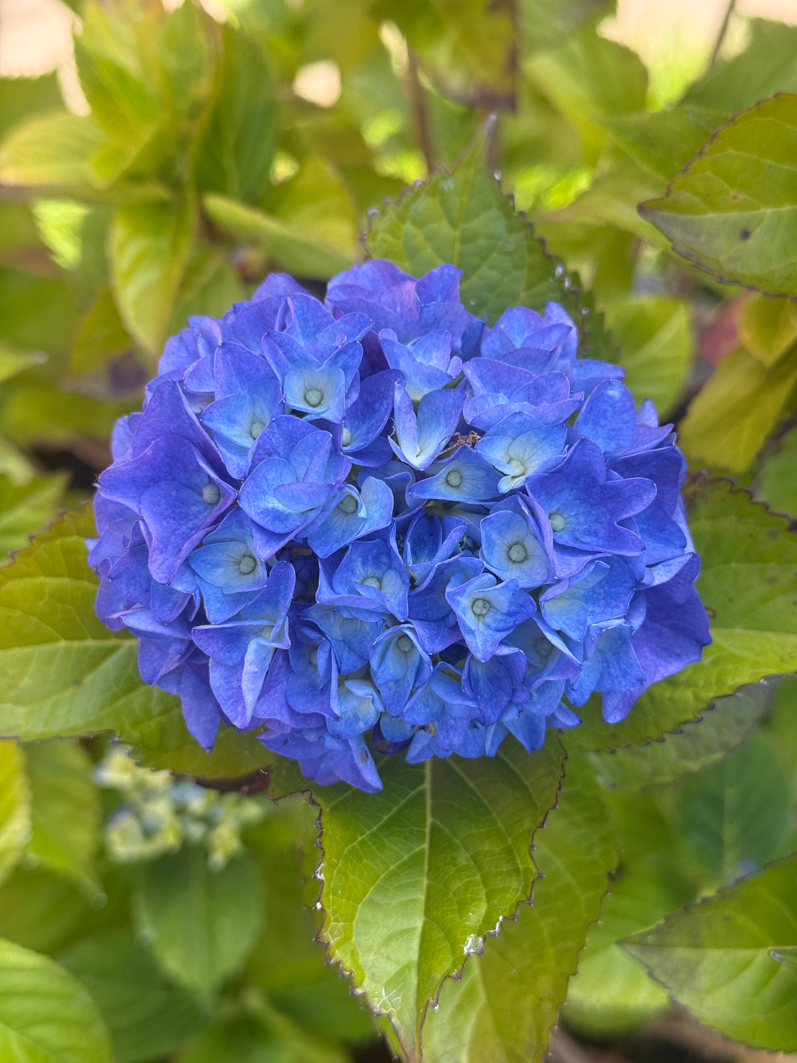 Blue Hydrangea 