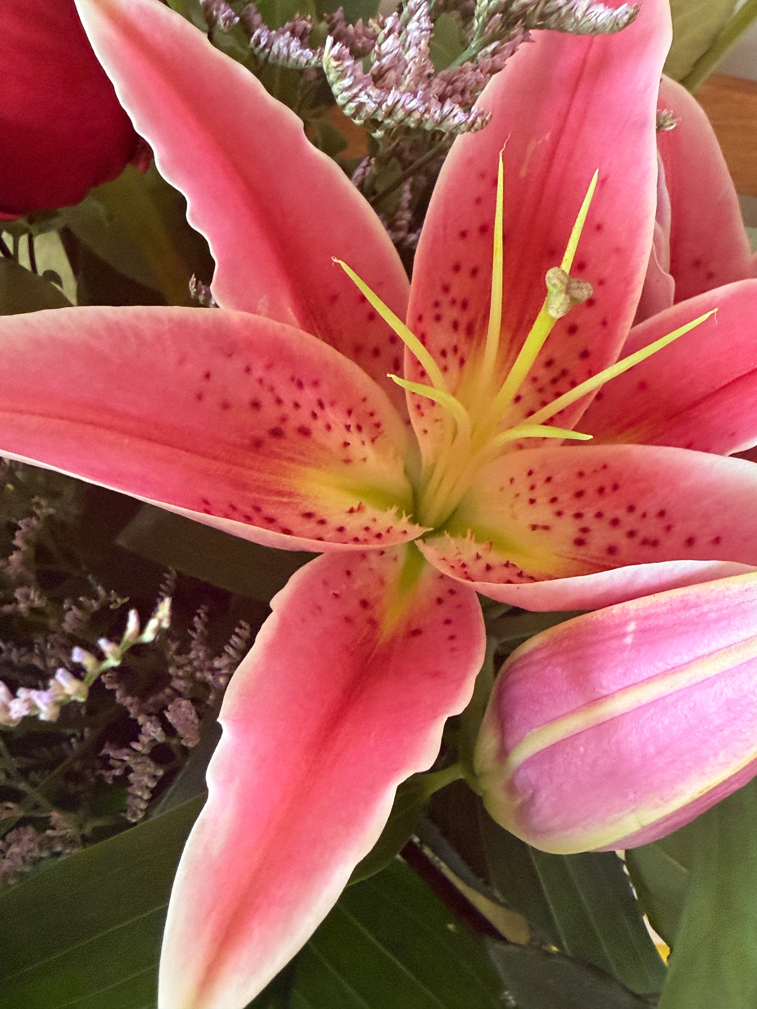 Pink Lily